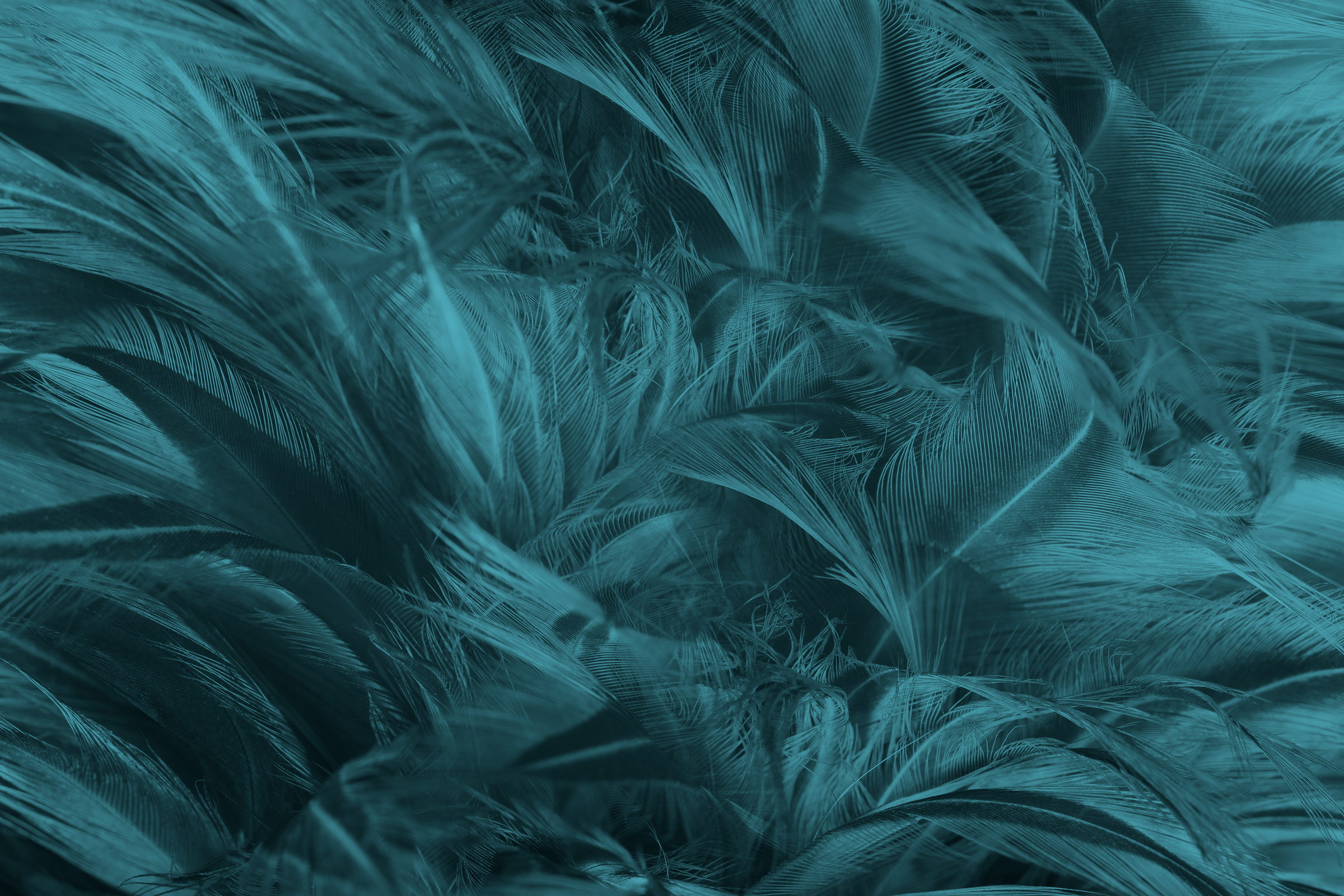 Beautiful close up dark black,green blue azure feather pattern texture background